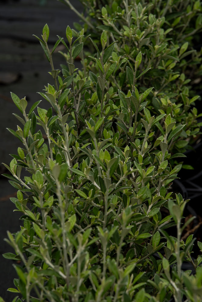 Corokia Pounamu