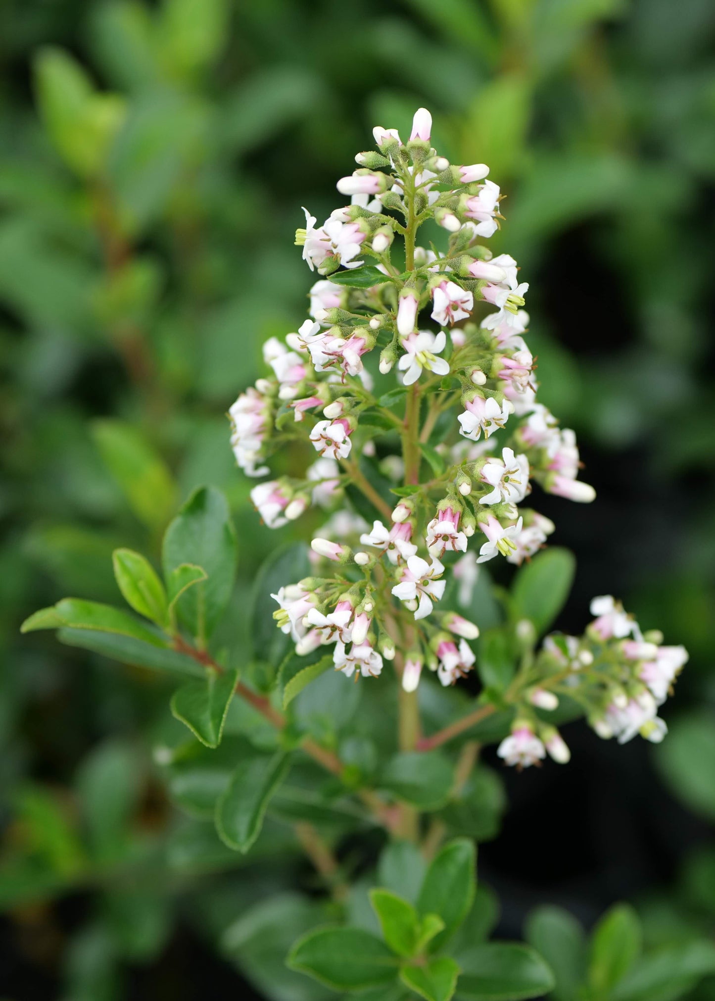 Escallonia Iveyi