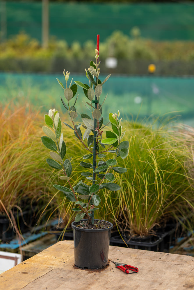 Feijoa Apollo