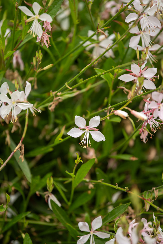 Gaura Sparkle White