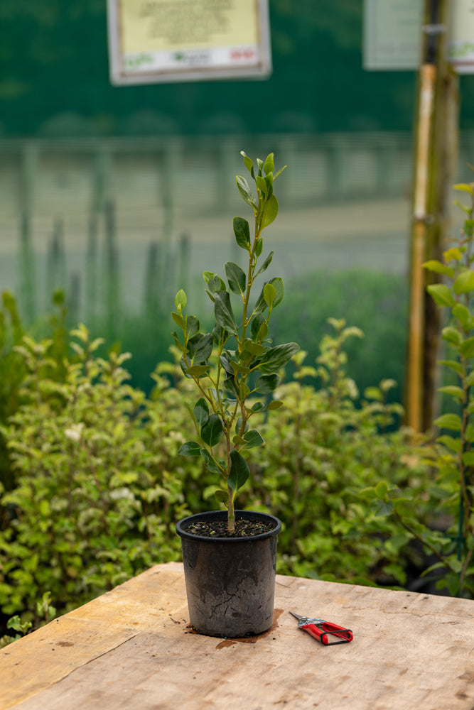 Griselinia Ardmore Emerald