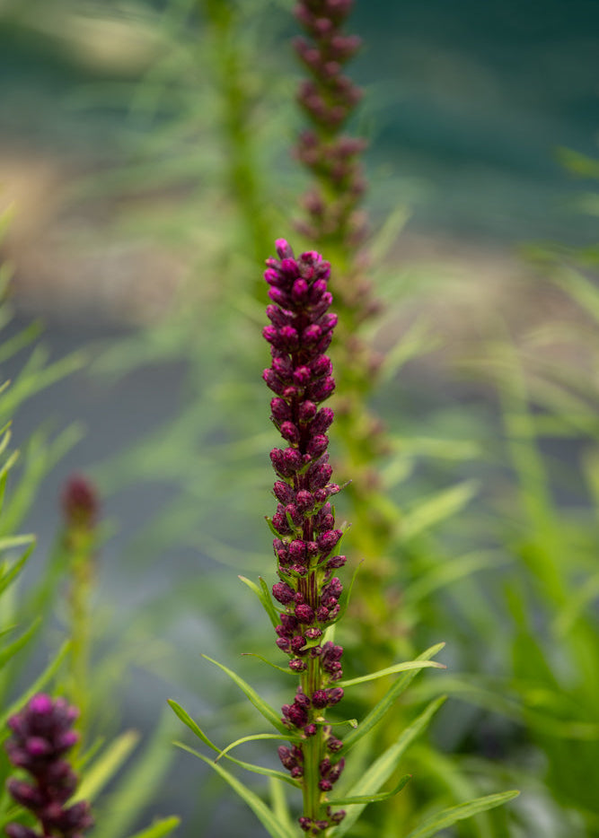 Purple flower spike with green leaves against a blurred natural background