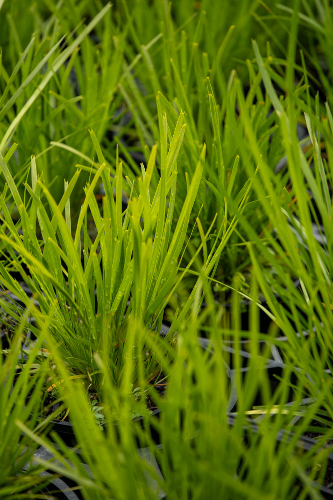Lomandra Lime Tuff