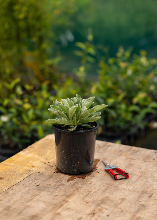 Potted Lychnis Alba on a wooden surface with scissors, surrounded by greenery