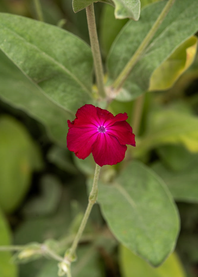 Lychnis coronaria flower with green leaves on a blurred natural background