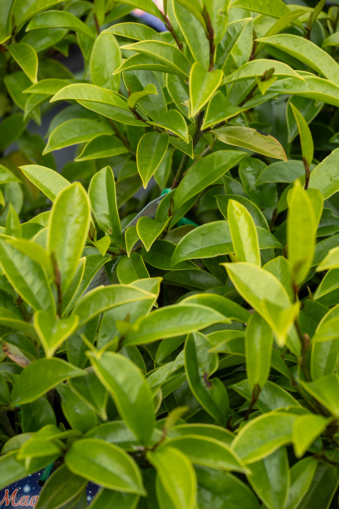 Magnolia Stellar Ruby