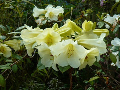 Rhododendron Michaels Pride