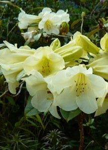 Rhododendron Michaels Pride with light yellow flowers with green leaves in a natural setting