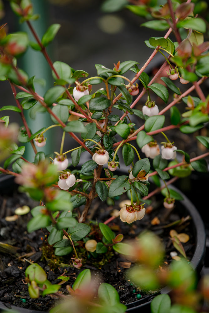 Myrtus Ugni