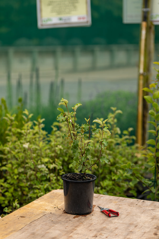 Olearia Paniculata