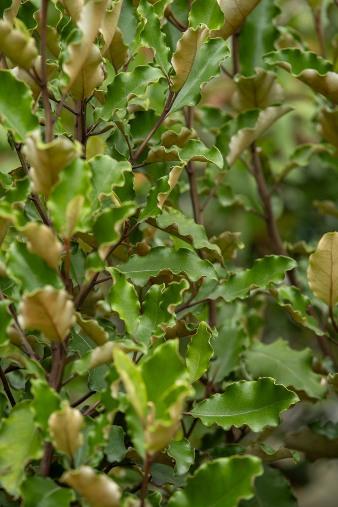 Olearia Paniculata Kaikoura