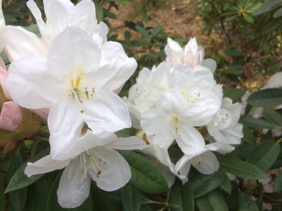 Rhododendron Pawhuska