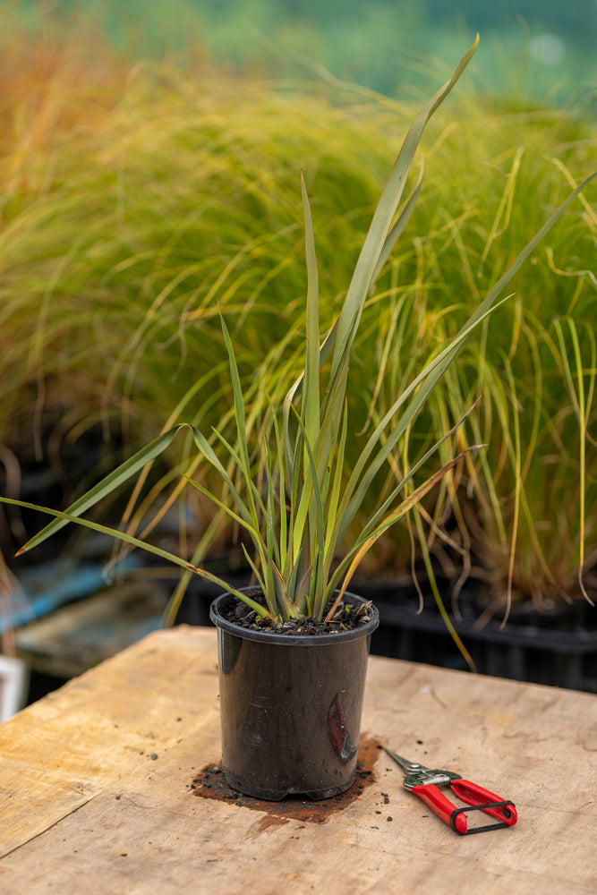 Phormium Tenax