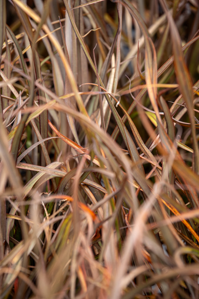 Phormium Jack Spratt