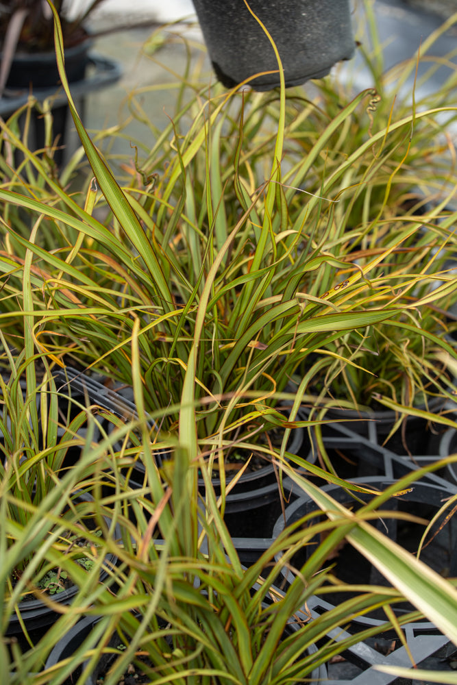 Phormium Surfer