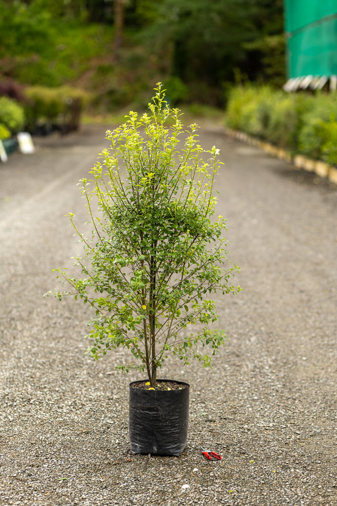 Pittosporum Mountain Green