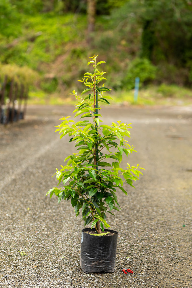 Prunus Lusitanica