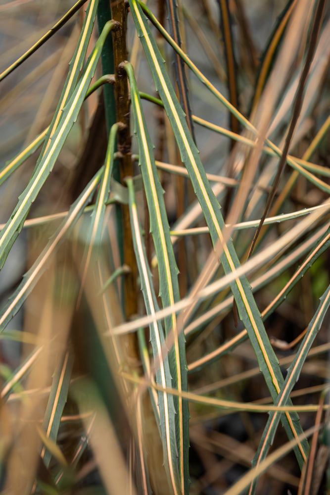 Pseudopanax crassifolius