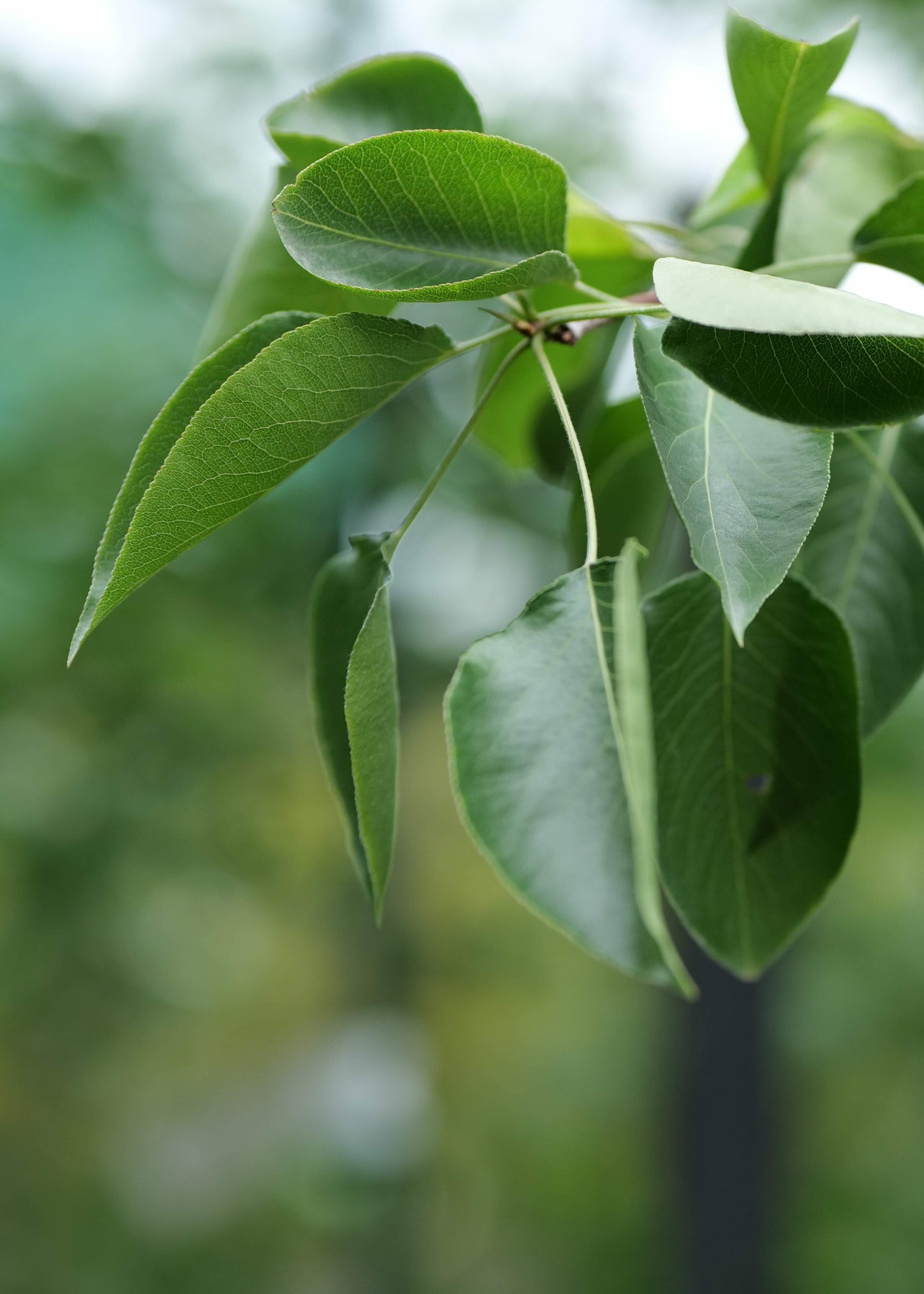Pyrus Calleryana Aristocrat