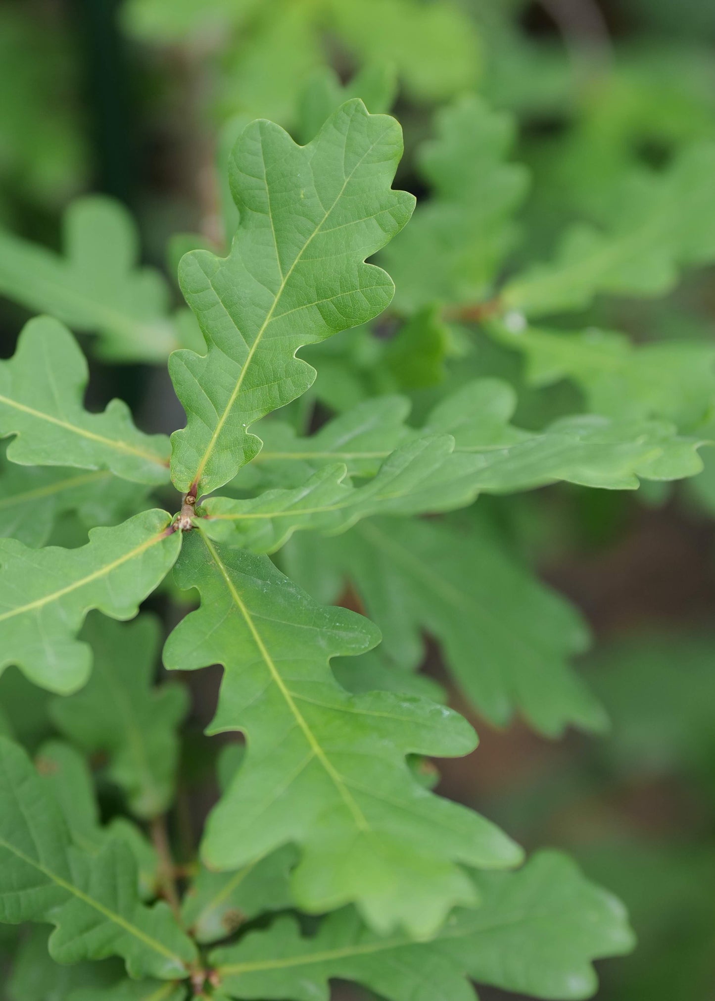 Quercus Robur Fastigiata
