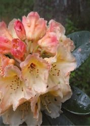Close-up of a pink and white flower of Rhodo Horizon Monarch with green leaves on a blurred green background
