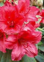 Close-up of vibrant pink Vulcans Flame flowers with green leaves