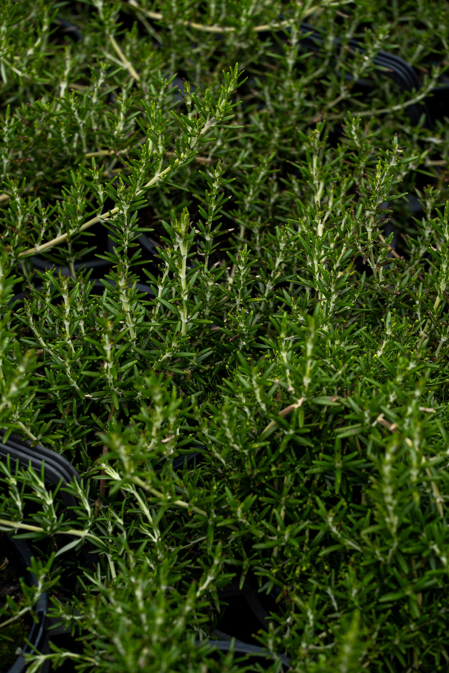 Rosmarinus Lockwood De Forest