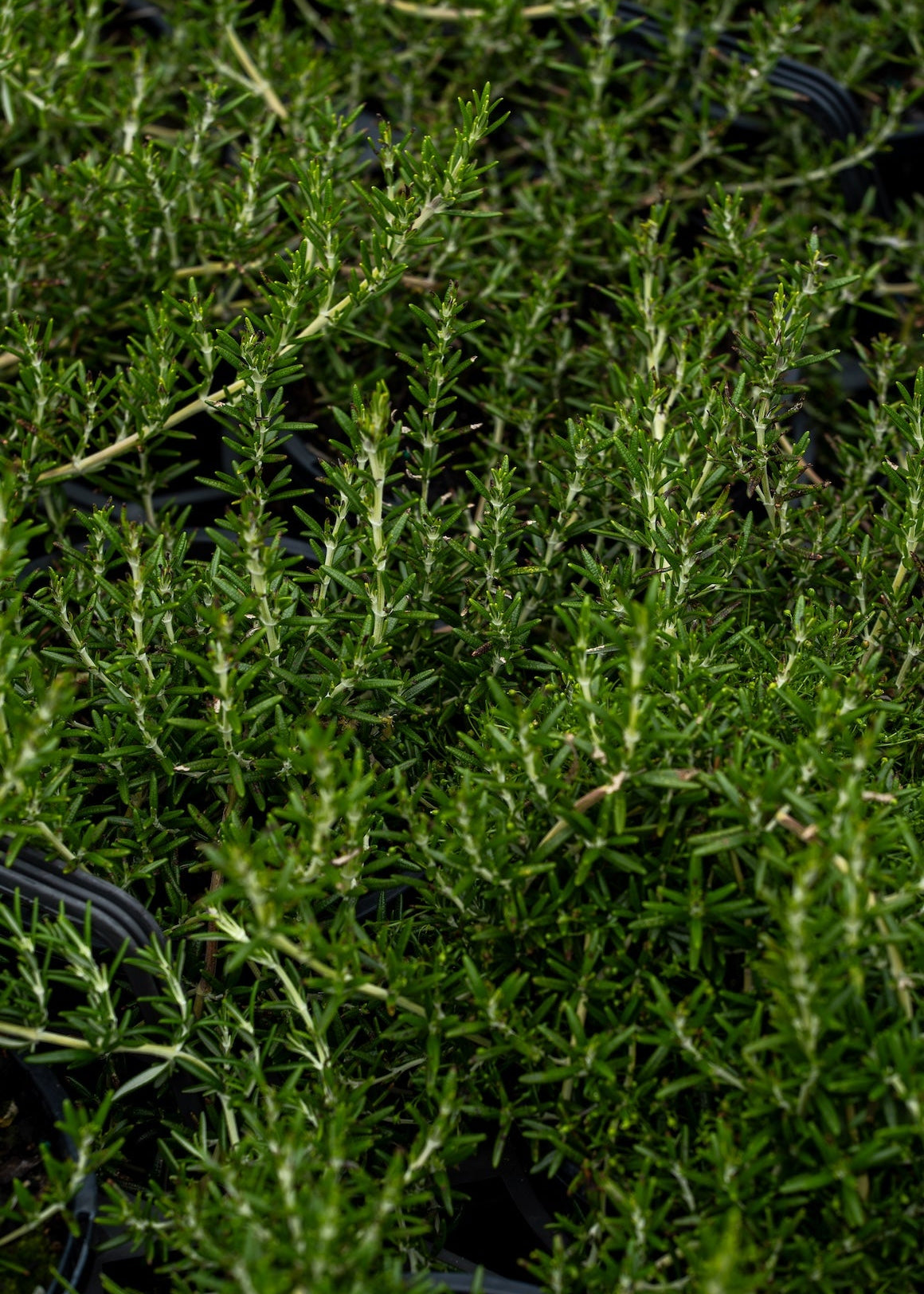 Close-up of a Rosmarinus Lockwood de Forest with small leaves