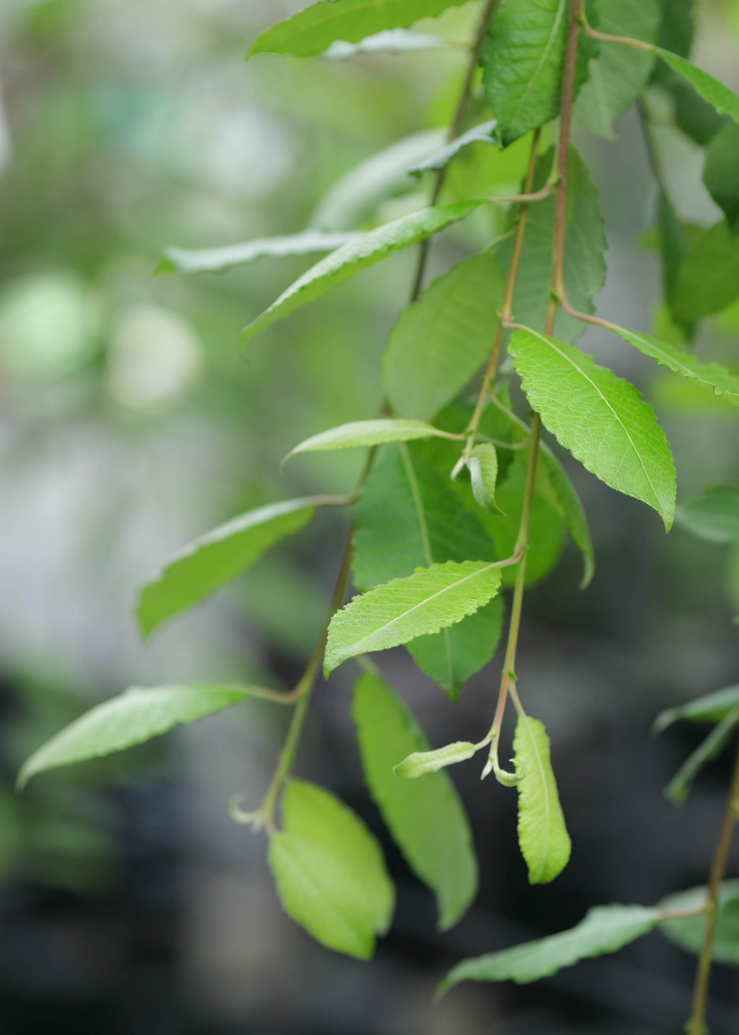 Salix Caprea ‘Kilmarnock’