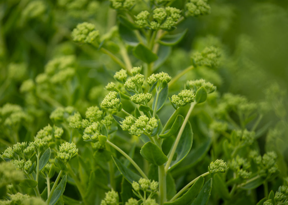 Close-up of Sedum Autumn Joy with a blurred green background