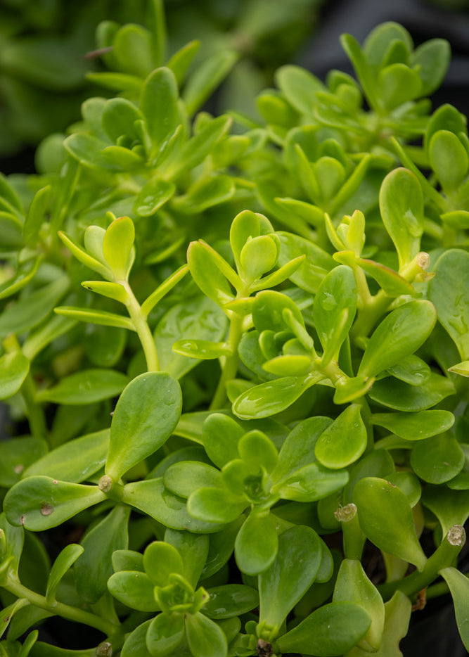 Close-up of Sedum Makinoi Limelight with a blurred background