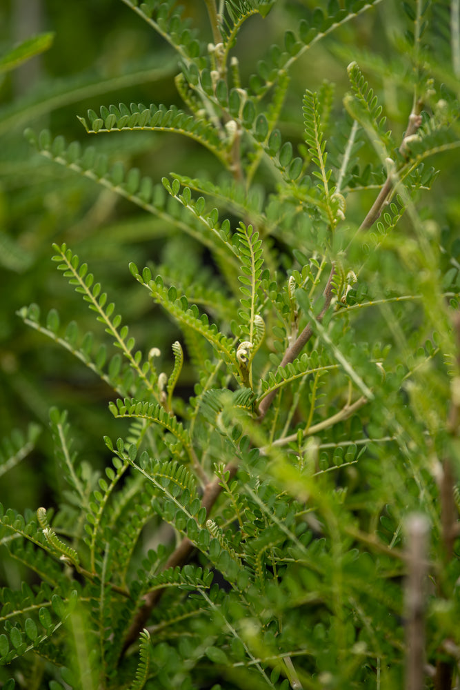 Sophora Microphylla 'Dragons Gold'