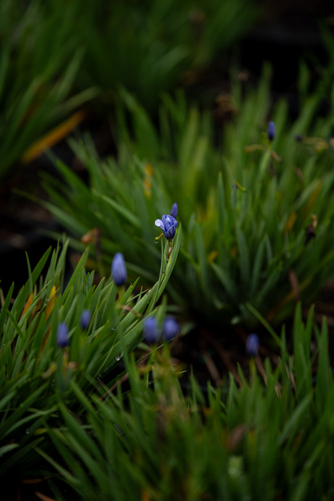 Sisyrinchium 'Devon Skies'