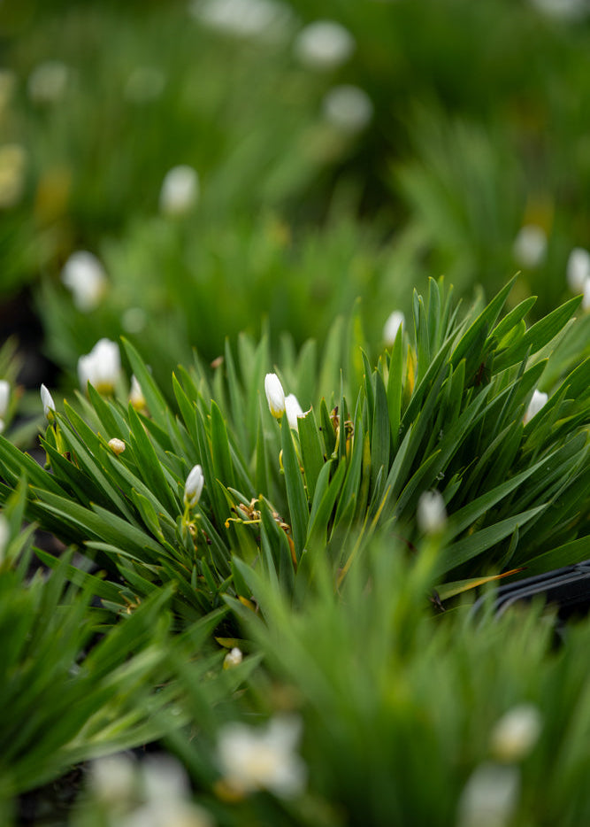 Close-up of Sisyrinchium Snowbells plants with small white flowers in a natural setting