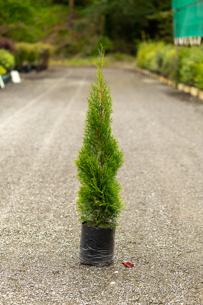 Young coniferous tree Emerald Green Arborvitae in a pot on a gravel path with blurred greenery in the background