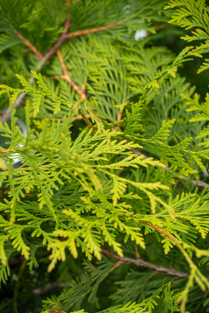 Thuja Green Giant