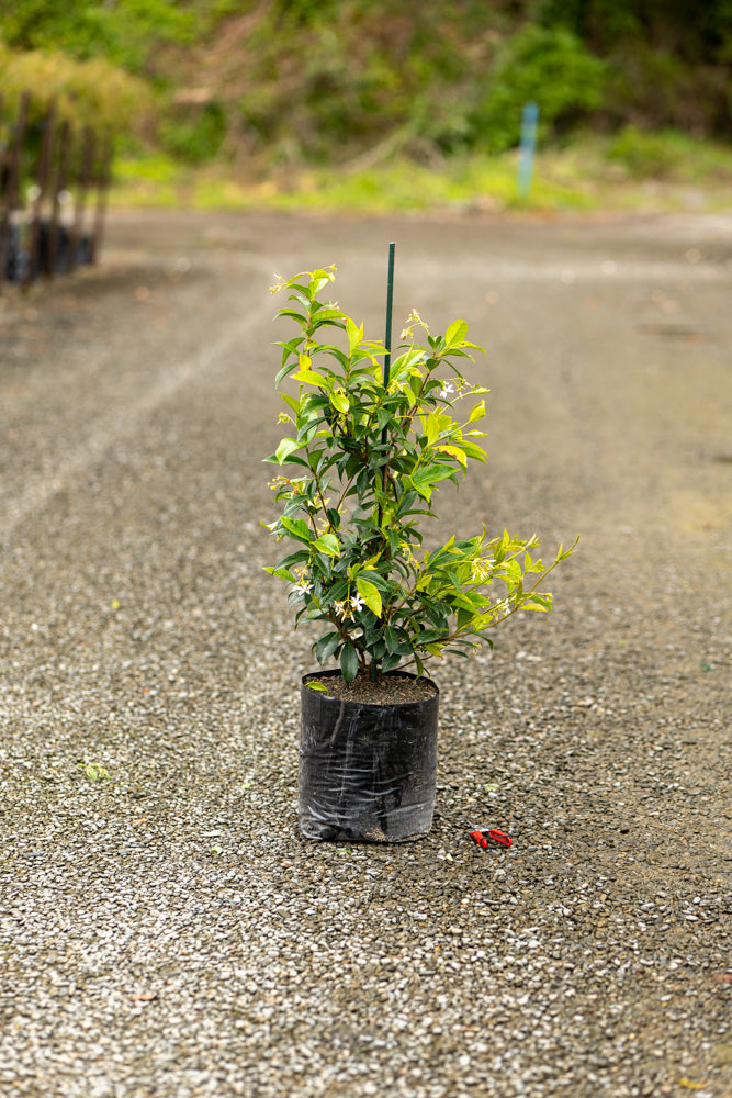 Trachelospermum Jasminoides