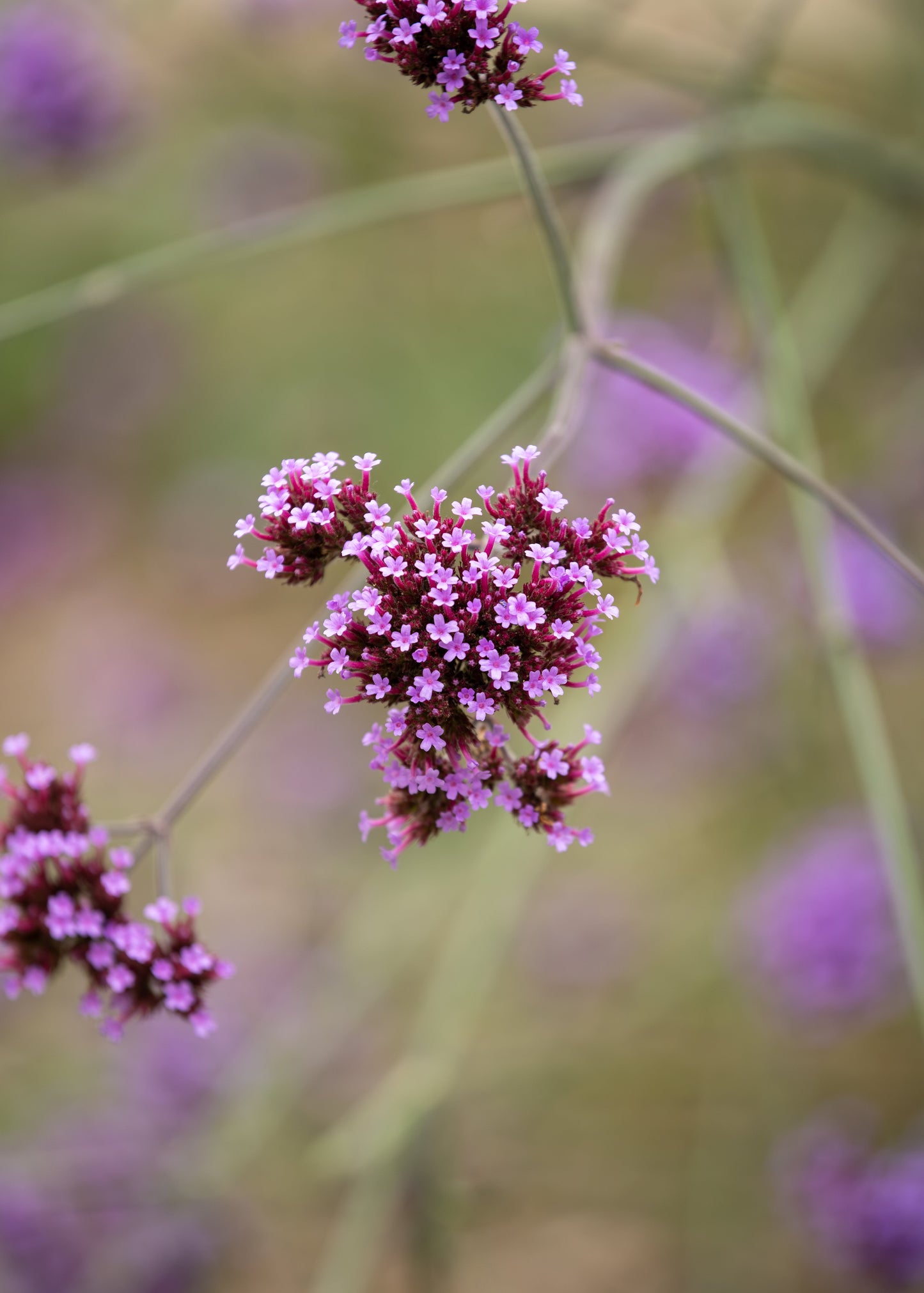 Verbena Bonariensis