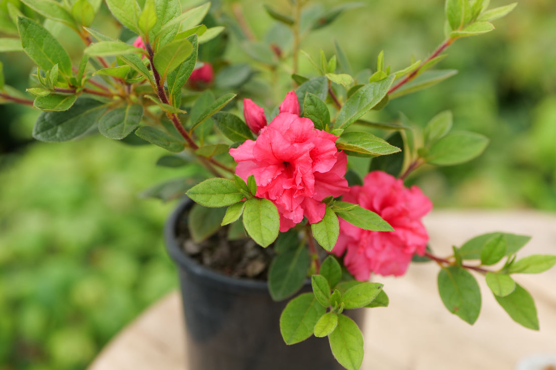 Azaleas: Not Old-Fashioned — Just Seriously Reliable
