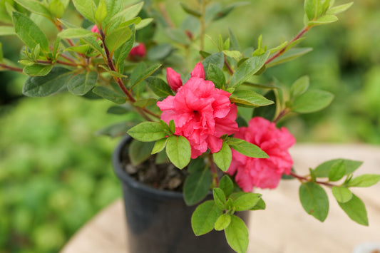 Azaleas: Not Old-Fashioned — Just Seriously Reliable