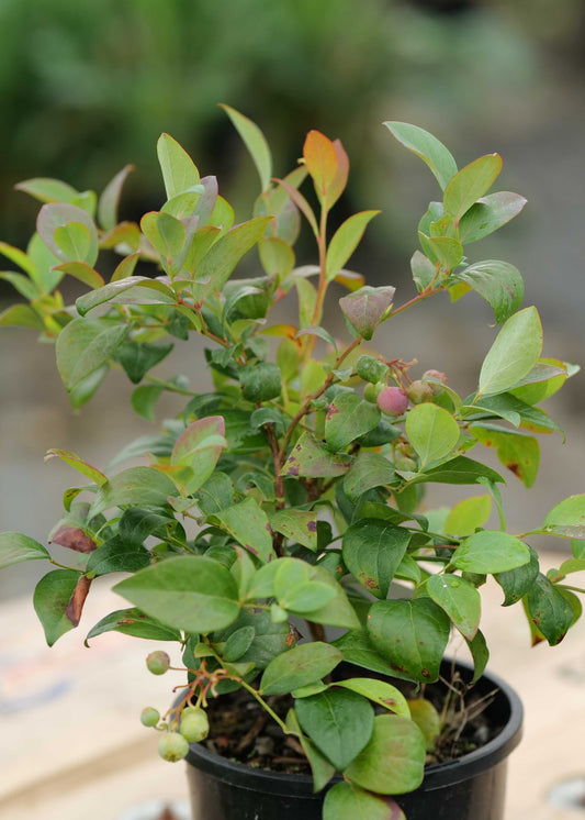 Growing Blueberries in North Canterbury: The CJ’s No-Fuss Guide