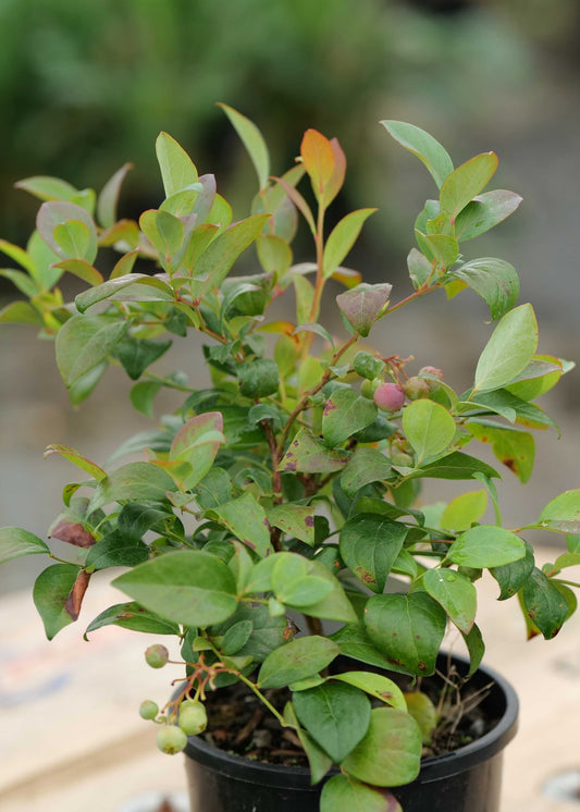 Choosing the Right Blueberry Variety for Your New Zealand Garden