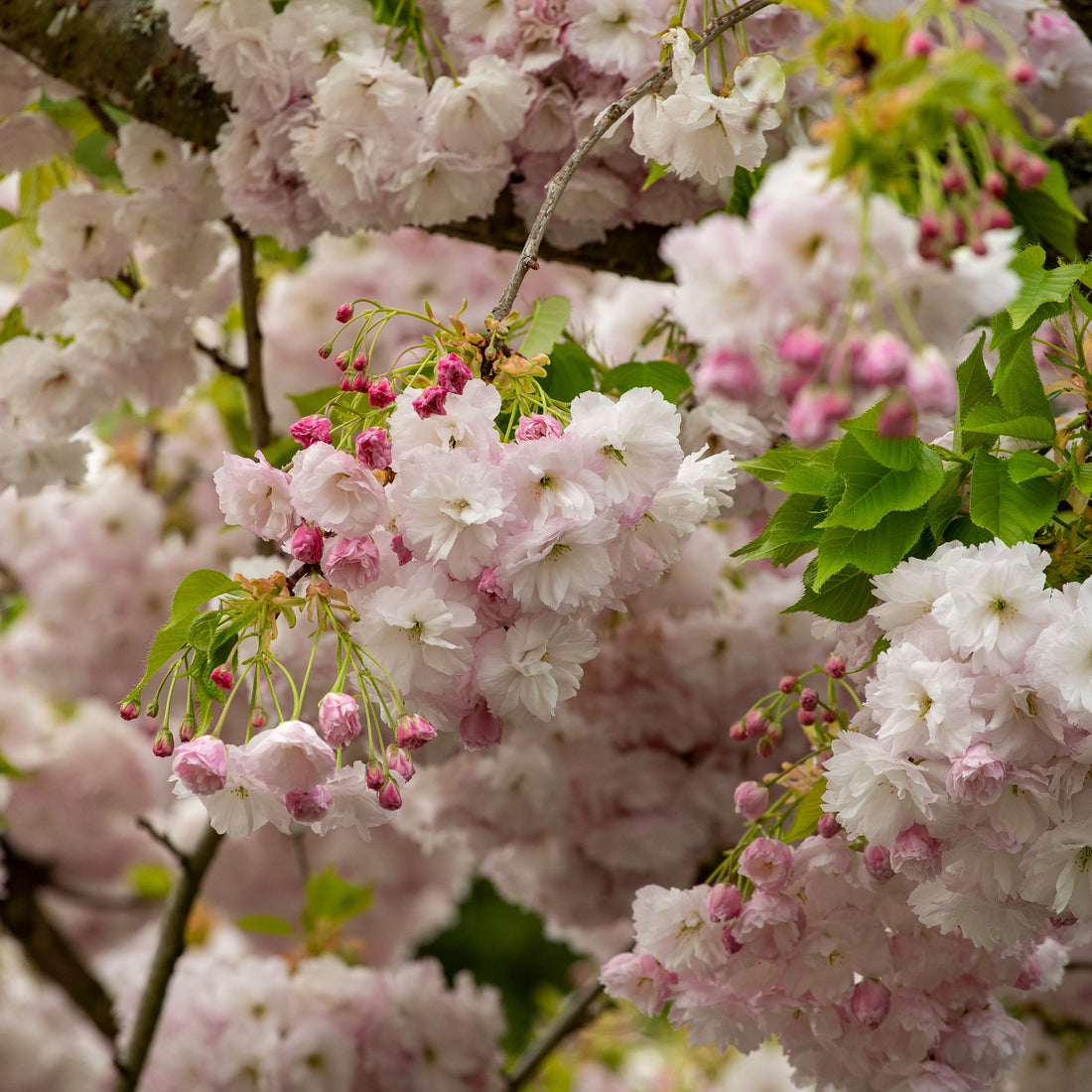 Flowering Cherry Tree's