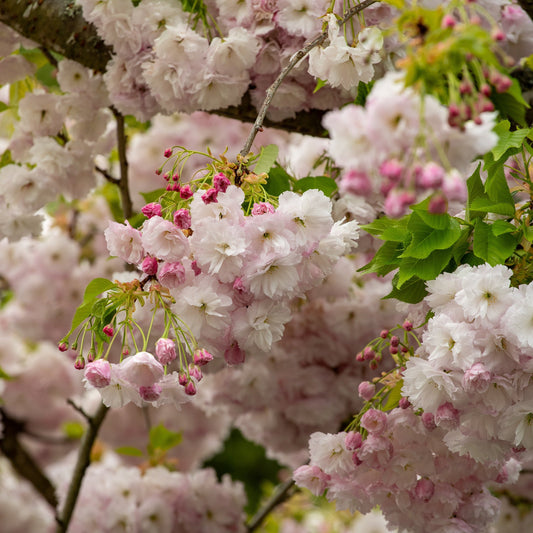 Flowering Cherry Tree's