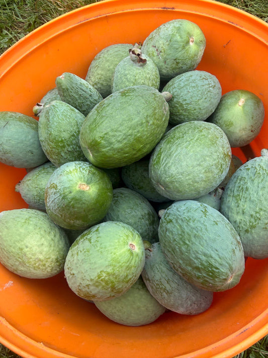 Pick Your Own Feijoas in Christchurch Season 2026: How to Choose the Best Fruit
