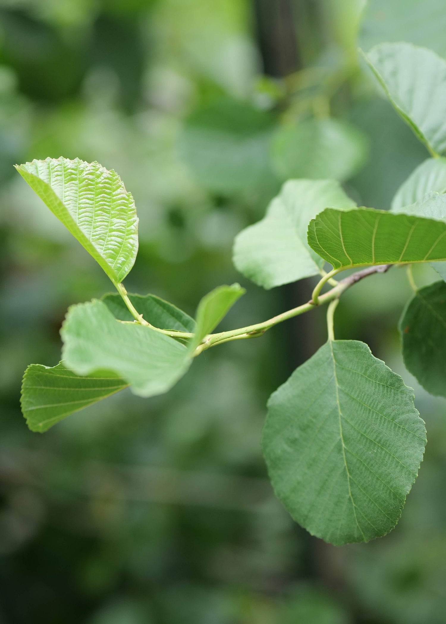 Close up of leaves of Black Alder or Alnus Glutinosa 