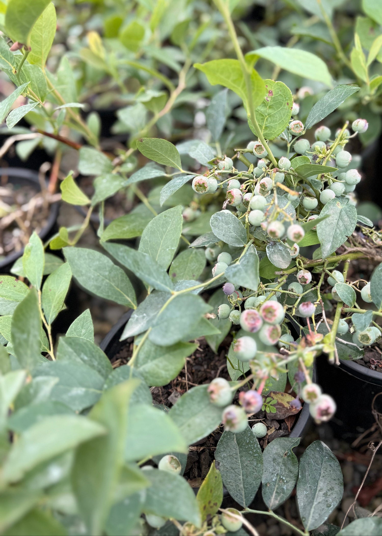 Blueberry Powder Blue plant with small blueberries and green leaves in a natural setting