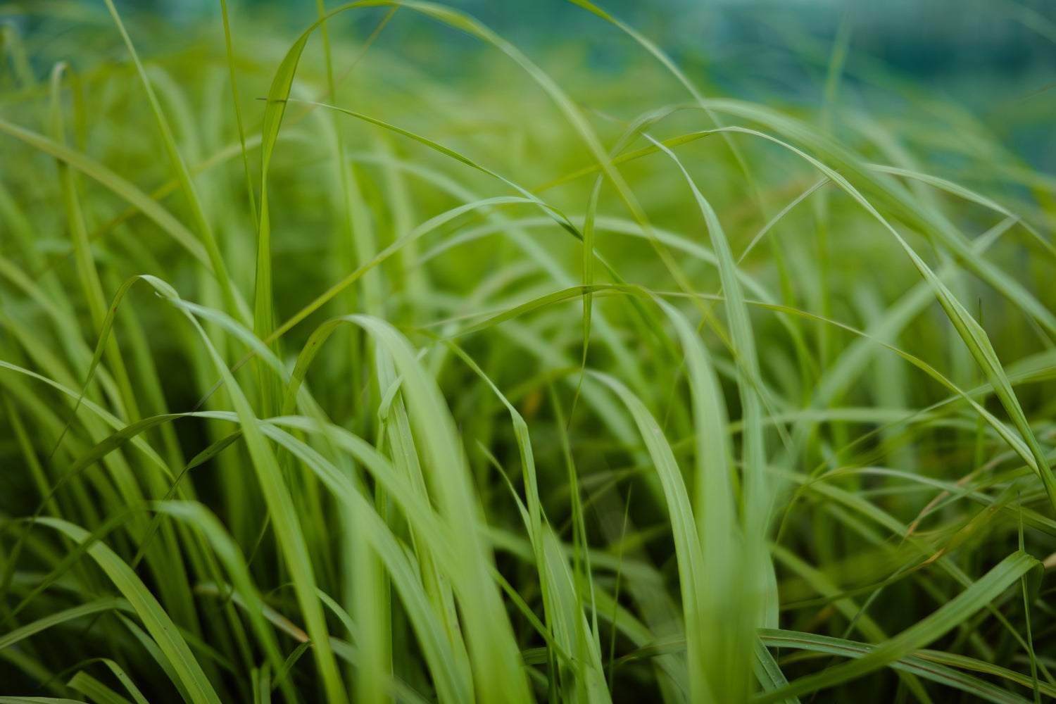 Grasses / Flaxes / Strappy