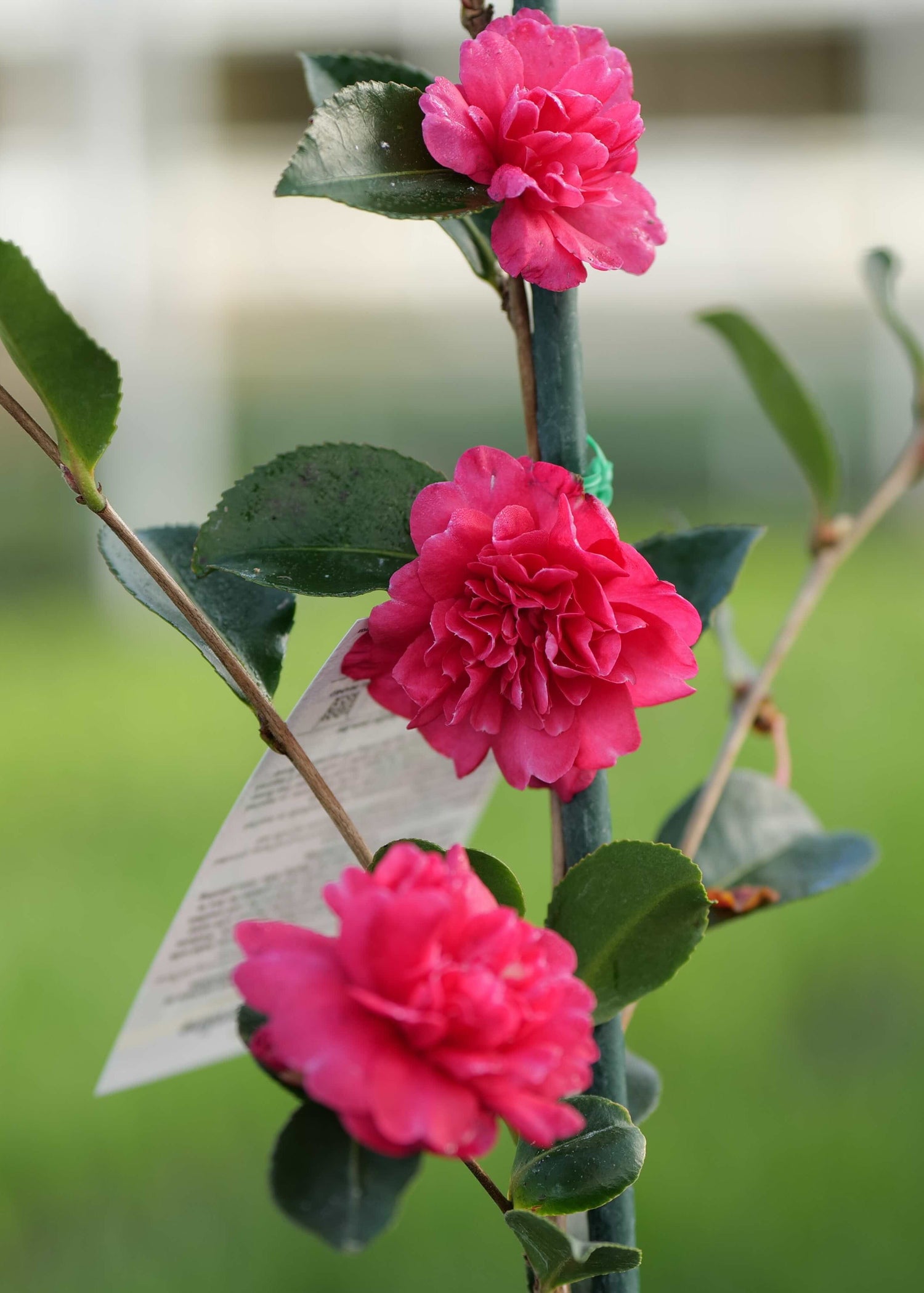 Pink flowers of Camellia Caroline Sasanqua