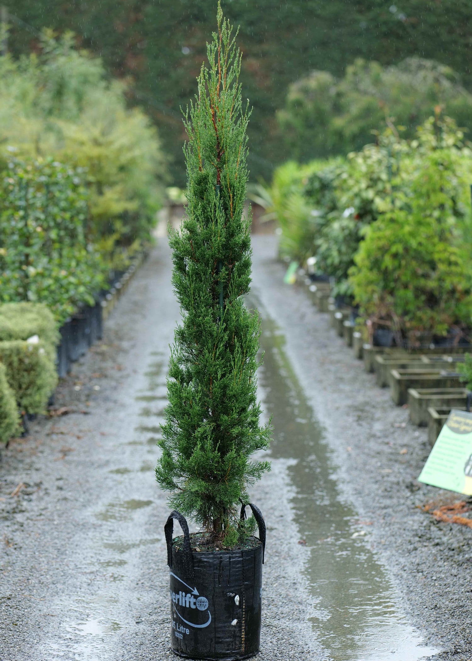 Conifers